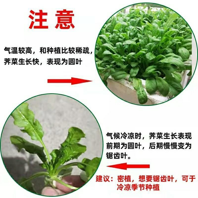 野生荠荠菜种子农家四季春野菜种籽食用盆栽荠菜种孑蔬菜