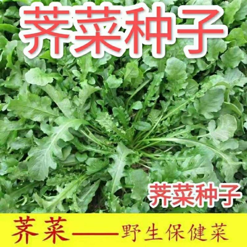 野生荠荠菜种子农家四季春野菜种籽食用盆栽荠菜种孑蔬菜