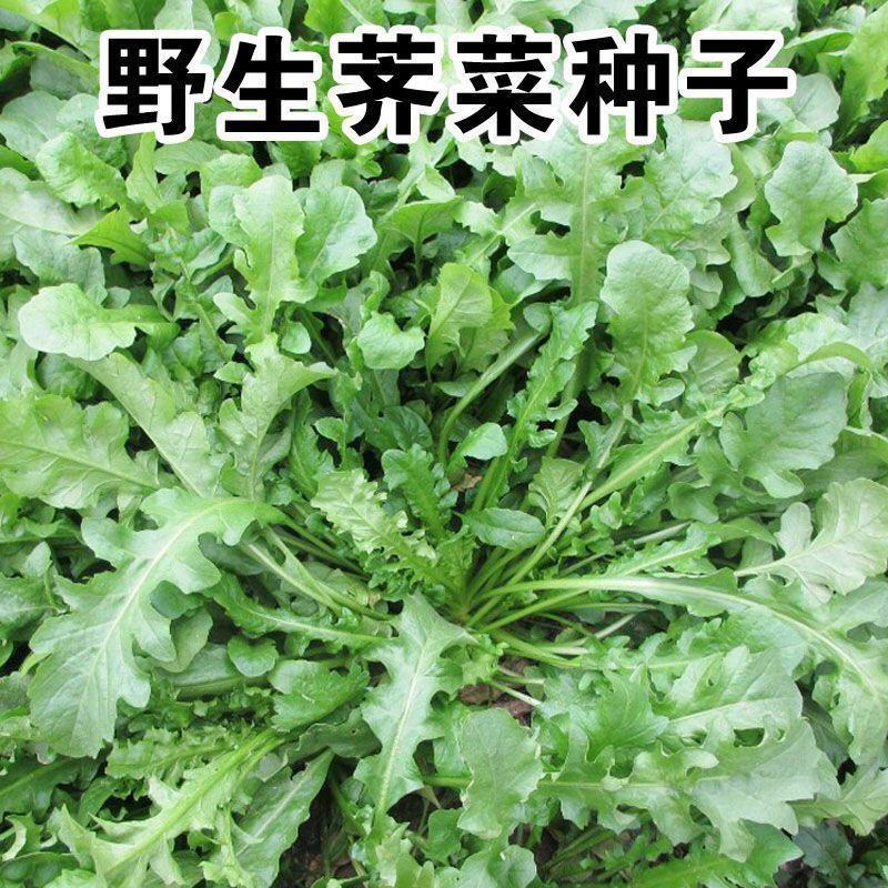 野生荠荠菜种子农家四季春野菜种籽食用盆栽荠菜种孑蔬菜