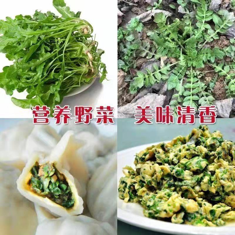 野生荠荠菜种子农家四季春野菜种籽食用盆栽荠菜种孑蔬菜