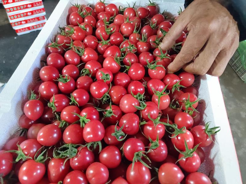口感柿子当季热卖，产地直销，精品贝贝大量出货中