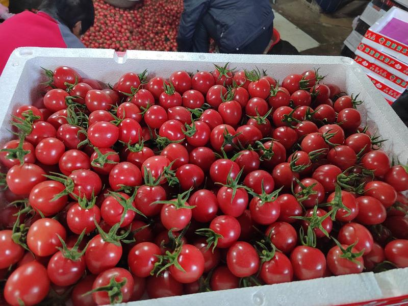 口感柿子当季热卖，产地直销，精品贝贝大量出货中