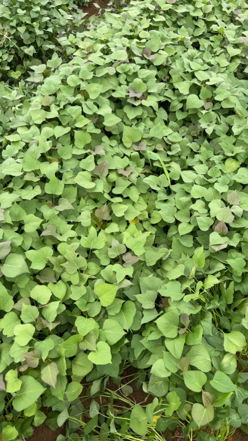 苏渝303苗子大量上市了