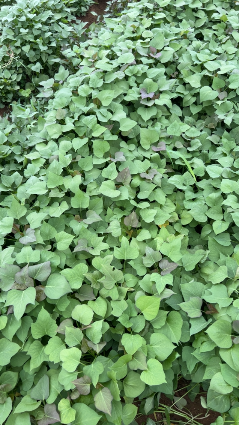 苏渝303苗子大量上市了