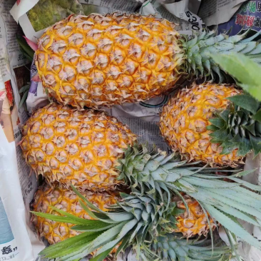 海南菠萝，代收～代发～产地直发~保值保量