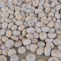 湖北万亩南瓜基地出售(各种南瓜，欢迎新老客户下单