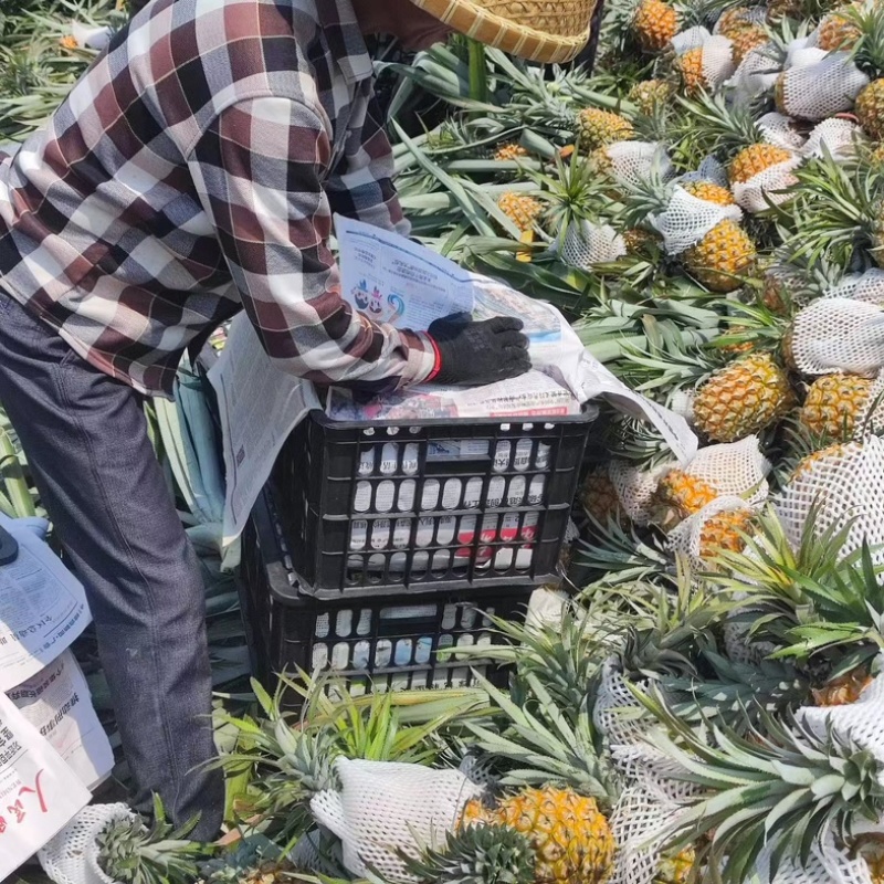 海南菠萝，代收～代发～产地直发~保值保量