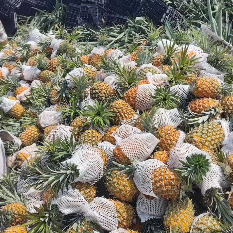 海南菠萝，代收～代发～产地直发~保值保量