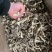 高品质鹿茸菇干货嫩仔不开伞鹿茸菌新货无熏硫散装煲
