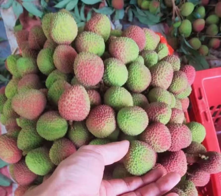 妃子笑荔枝选购对比图