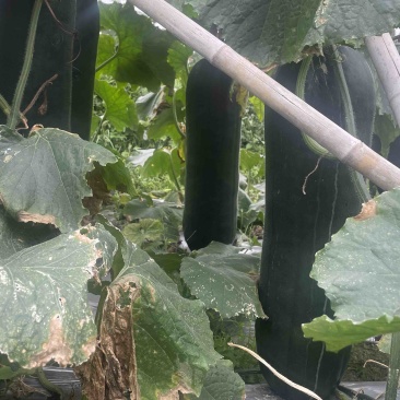 广西黑皮冬瓜吊瓜瓜形好质量优质对接全国市场