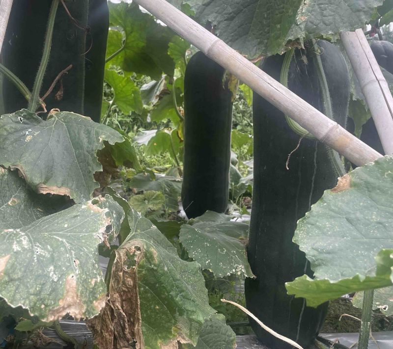 广西黑皮冬瓜吊瓜瓜形好质量优质对接全国市场