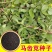 马齿苋种子农家野生马齿苋新鲜菜阳台盆栽可食用春秋