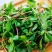 马齿苋种子农家野生马齿苋新鲜菜阳台盆栽可食用春秋