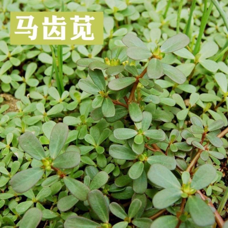 马齿苋种子农家野生马齿苋新鲜菜阳台盆栽可食用春秋