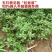 马齿苋种子农家野生马齿苋新鲜菜阳台盆栽可食用春秋