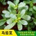 马齿苋种子农家野生马齿苋新鲜菜阳台盆栽可食用春秋
