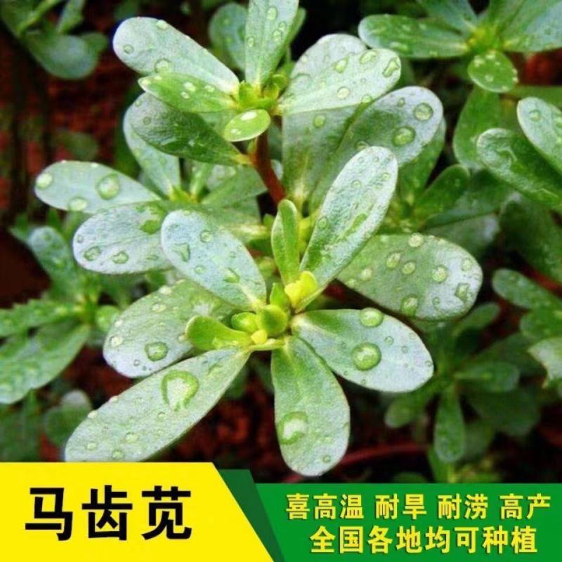 马齿苋种子农家野生马齿苋新鲜菜阳台盆栽可食用春秋