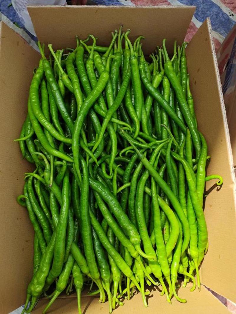 线椒大量上市、质量保证、支持各种包装、欢迎采购11111
