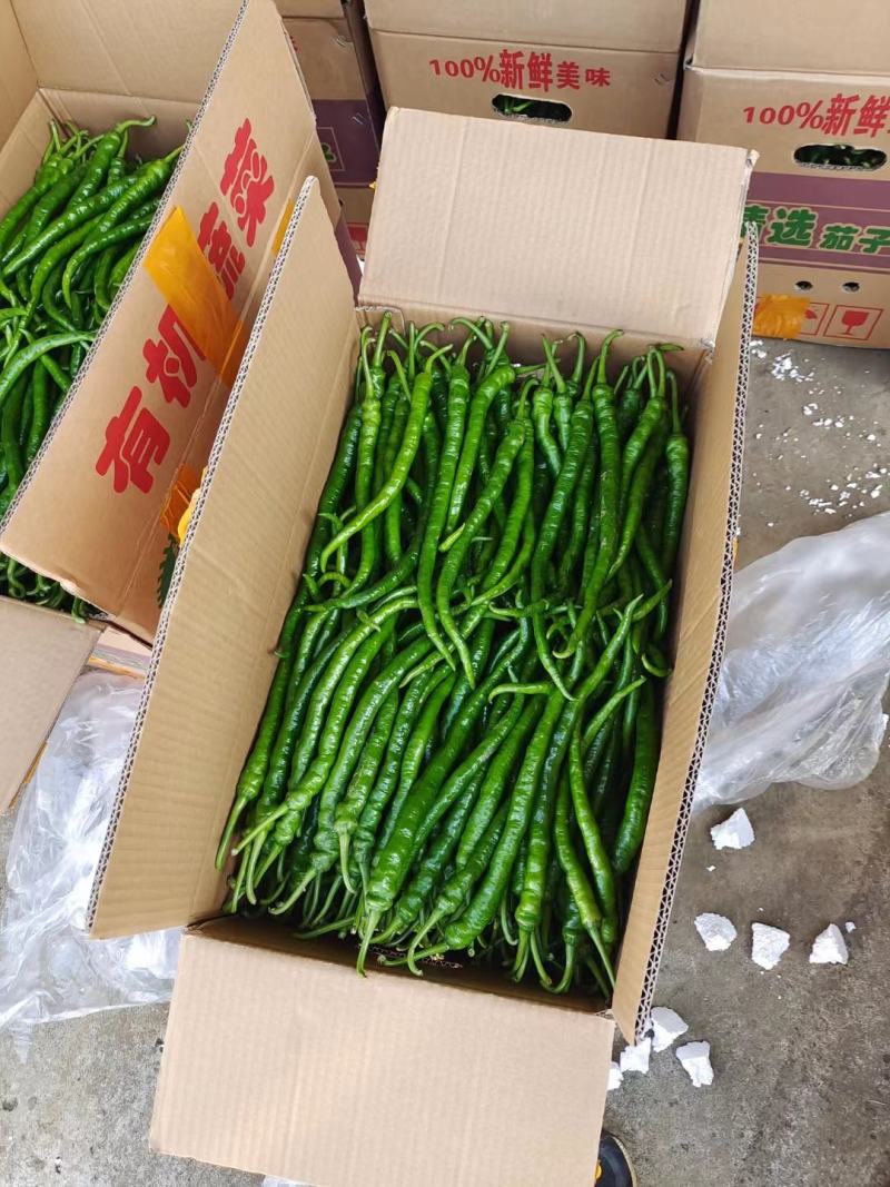 线椒大量上市、质量保证、支持各种包装、欢迎采购11111