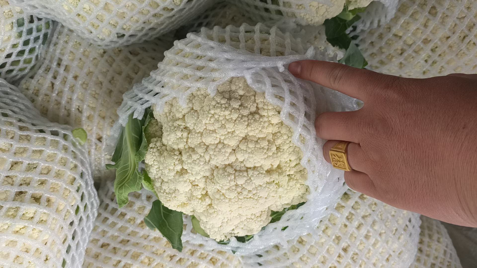 松花菜整体外观图