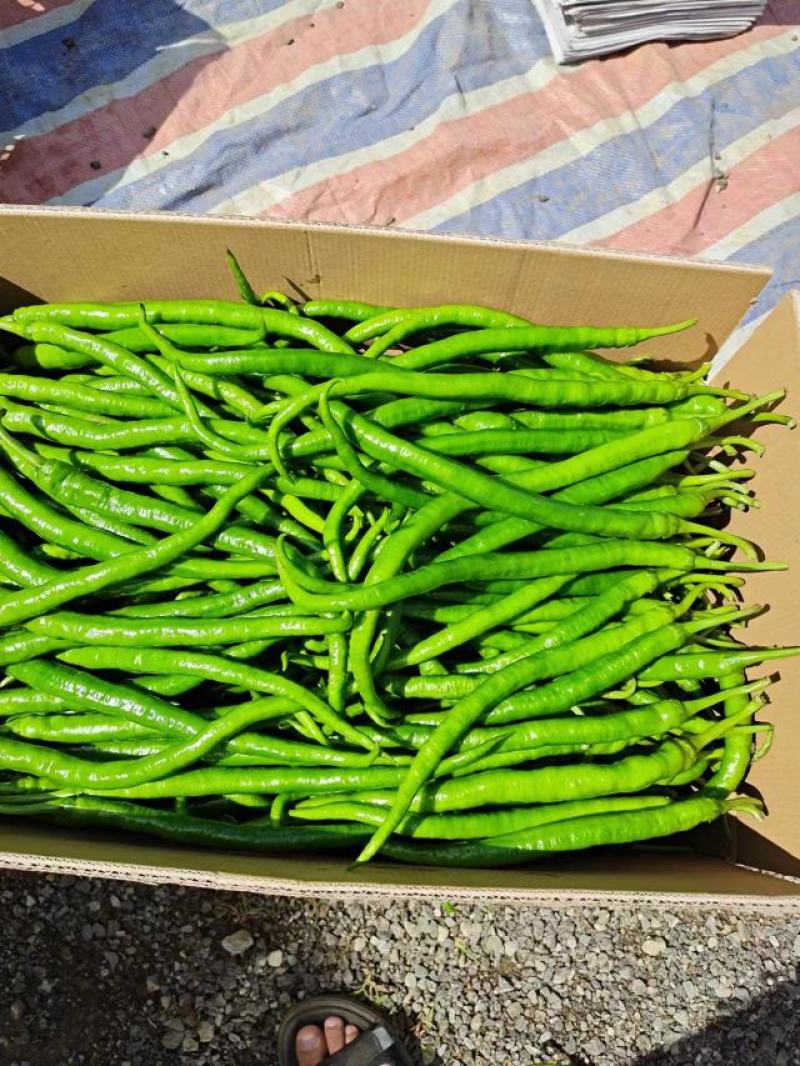 线椒大量供应、质量保证，支持各种包装，欢迎采购。