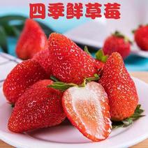 新鲜四季草莓现摘新鲜红颜大草莓当季时令水果整件批发草莓