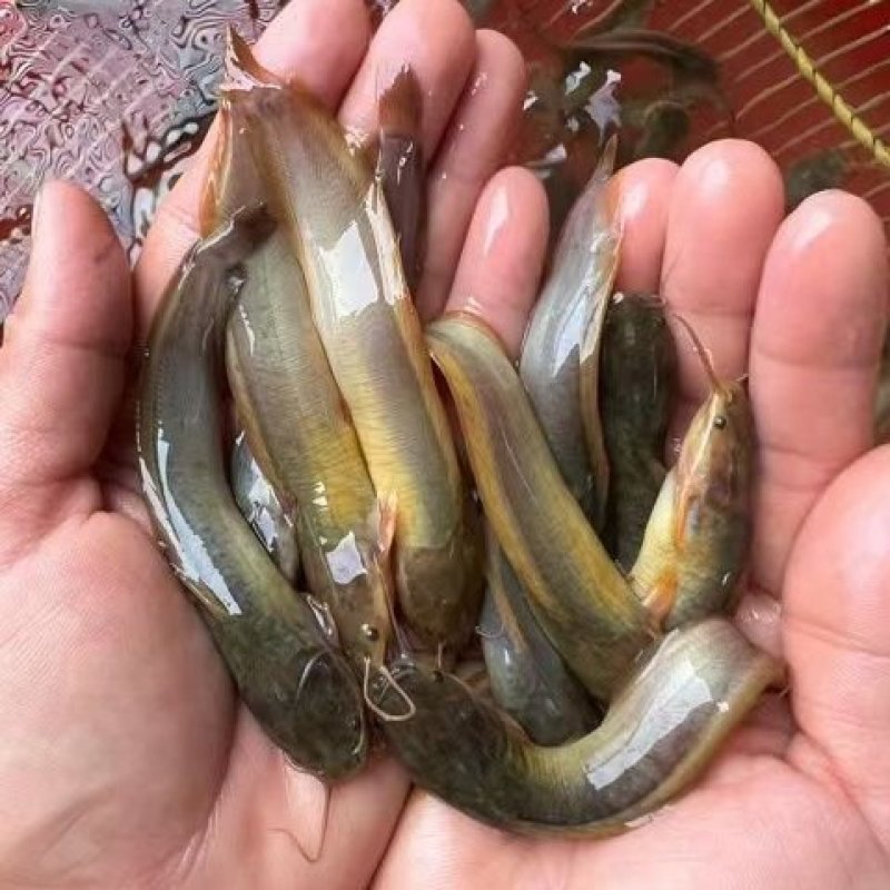 塘角鱼苗，土塘鲺，胡子鲶鱼养殖周期短回效快可以高密度养殖