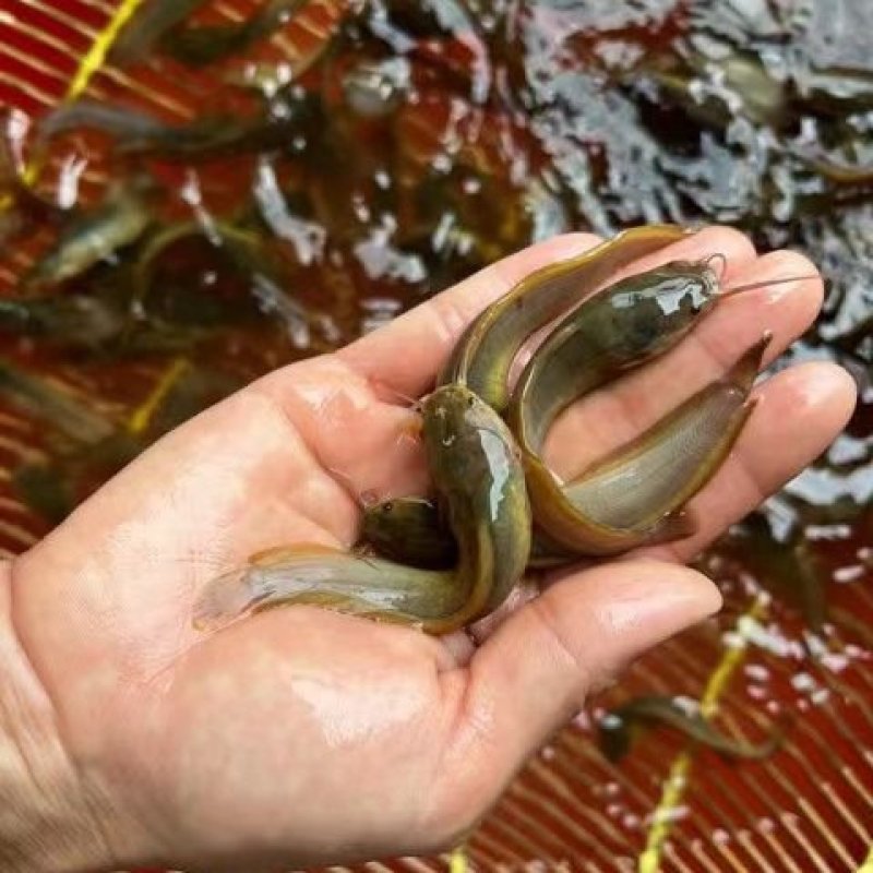 塘角鱼苗，土塘鲺，胡子鲶鱼养殖周期短回效快可以高密度养殖
