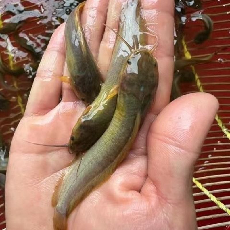 塘角鱼苗，土塘鲺，胡子鲶鱼养殖周期短回效快可以高密度养殖