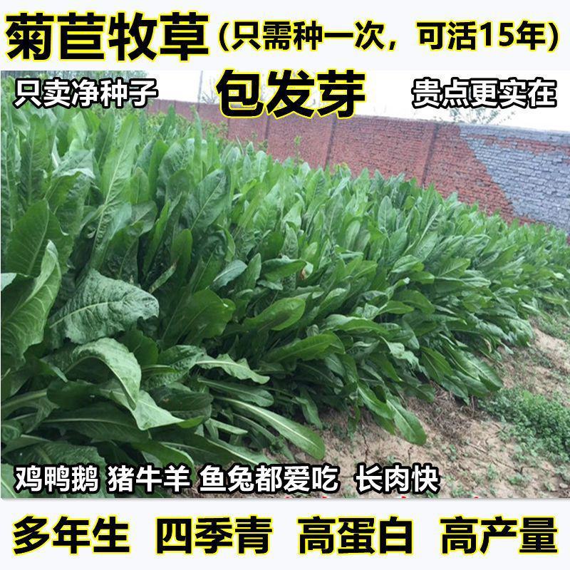 菊苣种籽大叶多年生兔子草种猪牛鱼鸡鸭鹅爱吃的养殖四季牧草