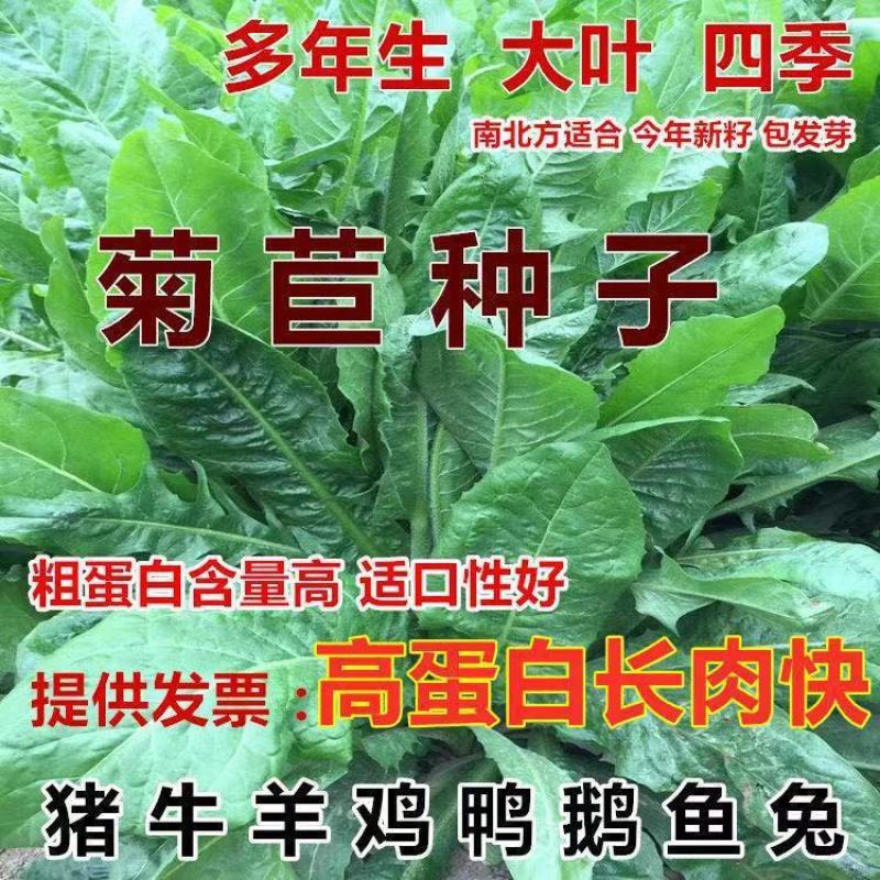 菊苣种籽大叶多年生兔子草种猪牛鱼鸡鸭鹅爱吃的养殖四季牧草