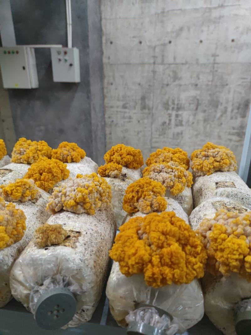 金耳菌