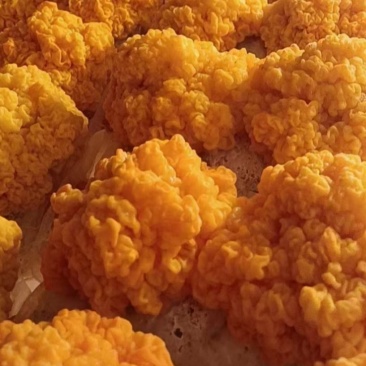 金耳菌