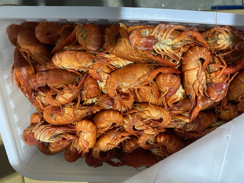 活小龙虾放置在保鲜盒中,周围铺有湿润的毛巾 活小龙虾在保鲜盒中