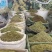 金银花正品新货自然晒干各种规格齐全