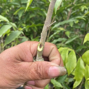 沉香树苗