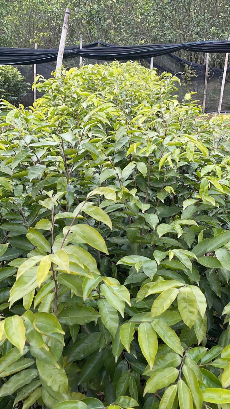 沉香树苗