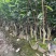 沉香树苗