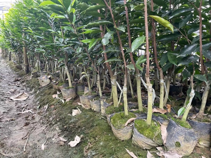 沉香树苗