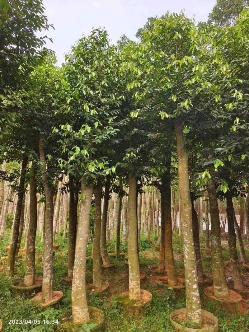 沉香树苗