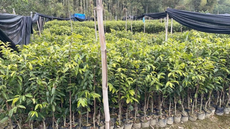 沉香树苗