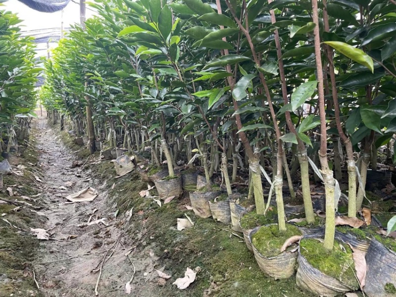 沉香树苗