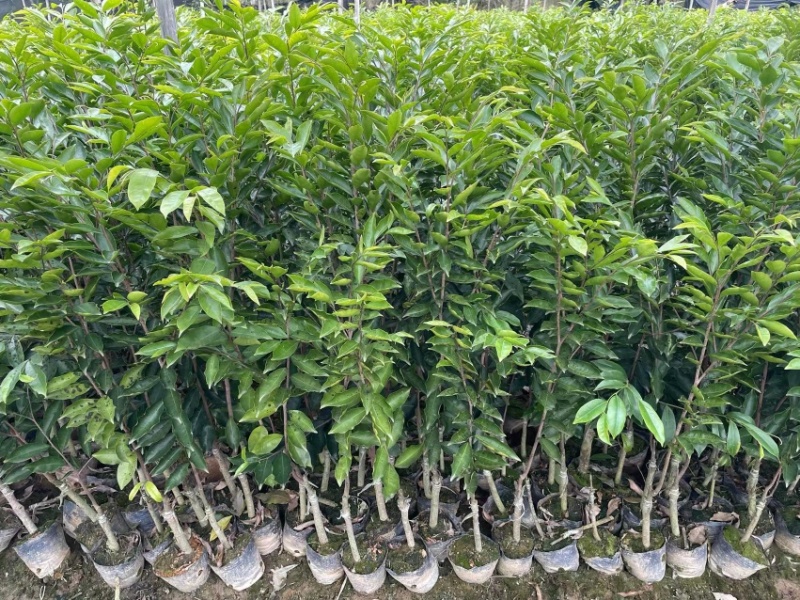 沉香树苗
