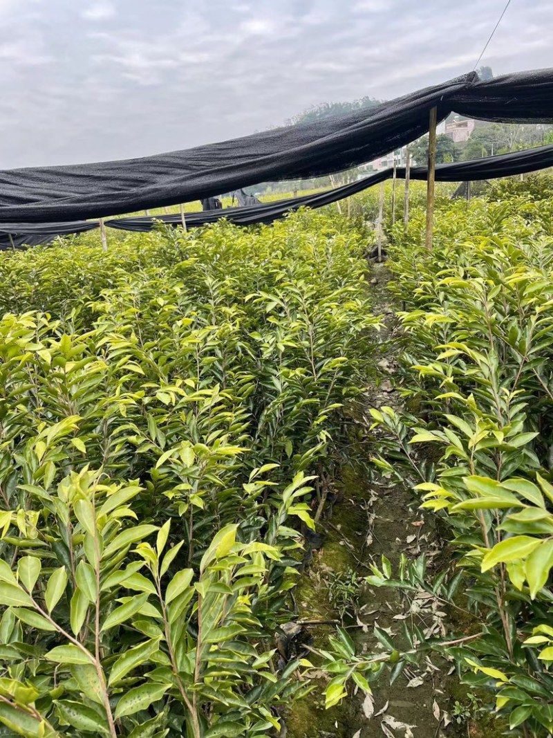 沉香树苗