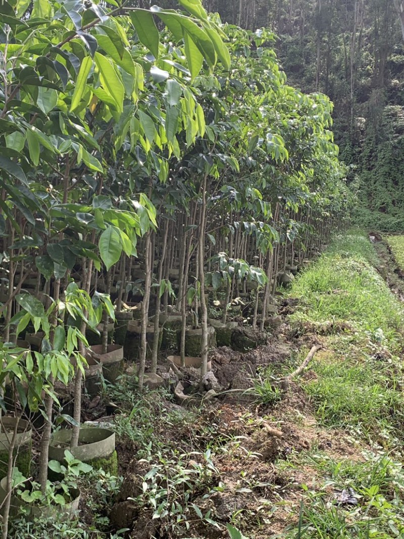 沉香树苗