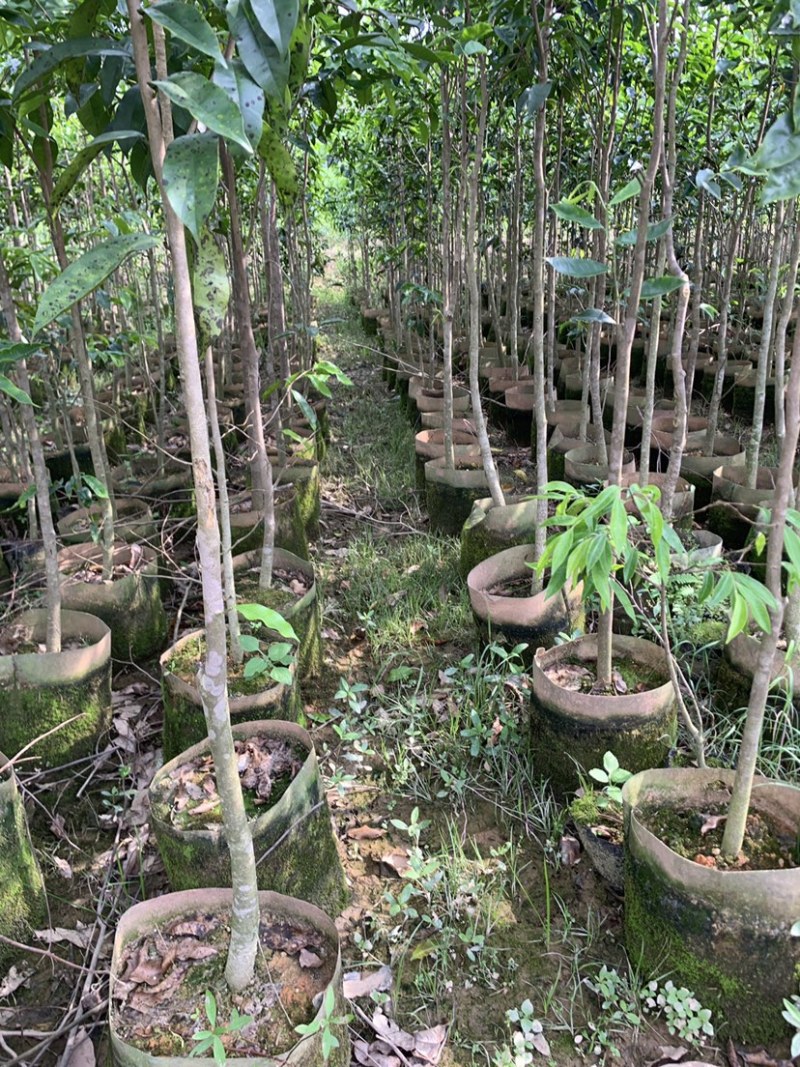 沉香树苗