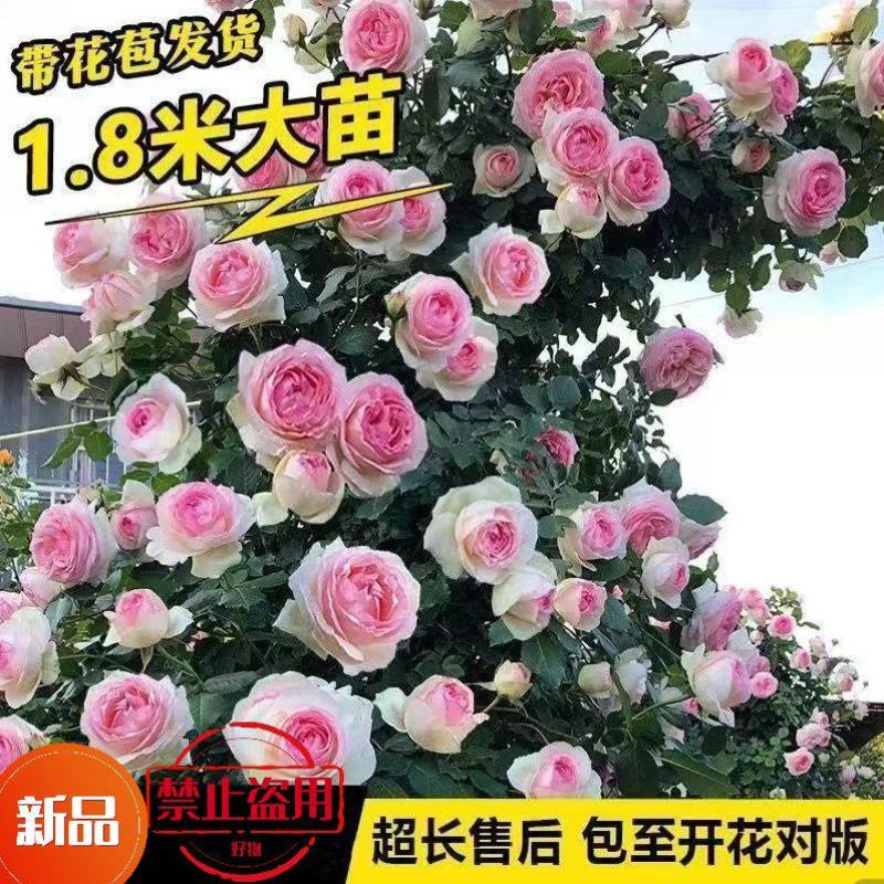 四季开花蔷薇月季特大花苗藤本爬藤植物浓香庭院阳台花卉盆栽