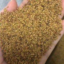 进口紫花苜蓿草籽种四季牧草种子苜蓿草种子养殖牛羊猪鸡鸭鹅