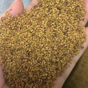 进口紫花苜蓿草籽种四季牧草种子苜蓿草种子养殖牛羊猪鸡鸭鹅